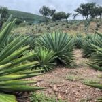 agaves-1-1.jpg