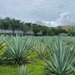 agaves 5