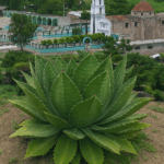 tobala en san nicolas